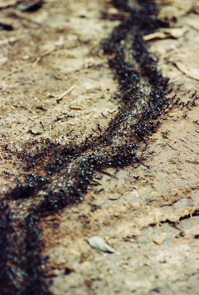 Ants, Ghana